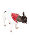 bandana pet personalizada vermelho