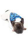 bandana pet personalizada azul