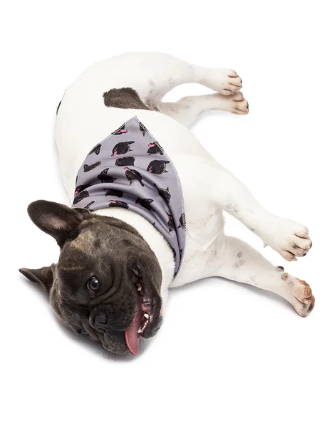 bandana pet personalizada cinza