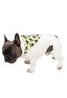 01 bandana pet personalizada verde menta