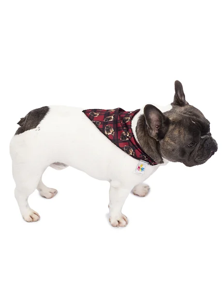 01 bandana pet personalizada xadrez red