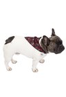 01 bandana pet personalizada xadrez red