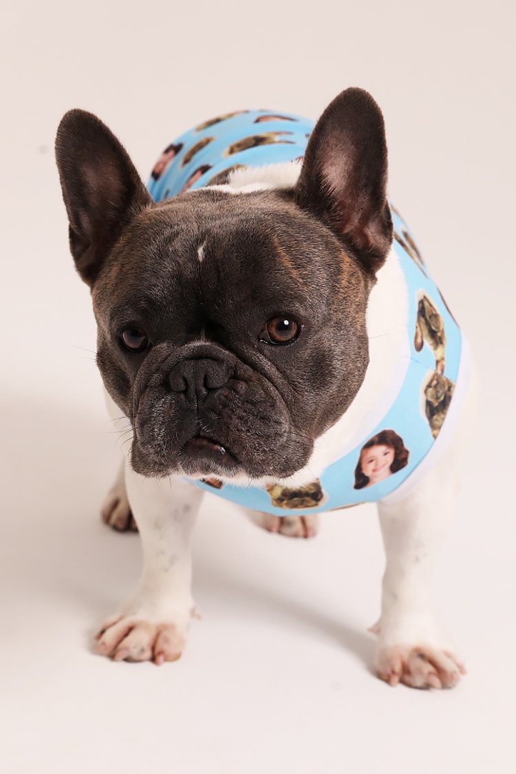 02 roupa pet personalizada azul bebe