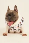 07 roupa pet personalizada listras pretas