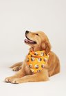 02 bandana pet personalizada laranja