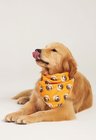 03 bandana pet personalizada laranja