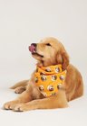04 bandana pet personalizada laranja