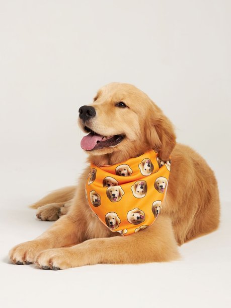 05 bandana pet personalizada laranja