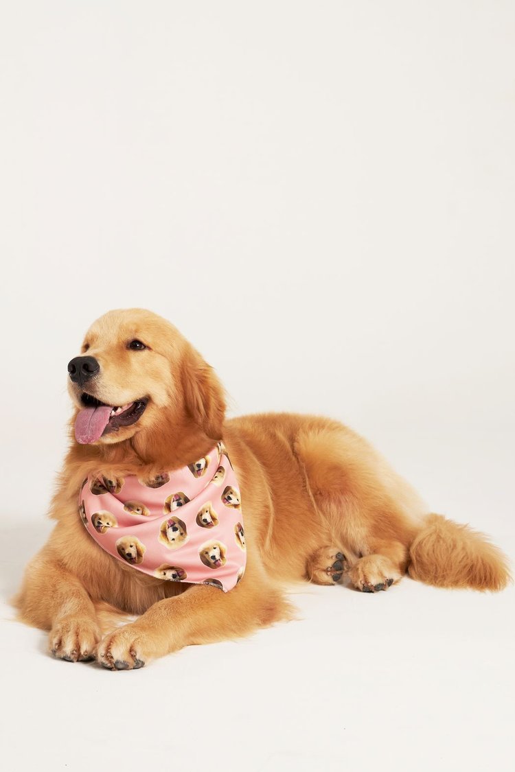 03 bandana pet personalizada rosa salmao