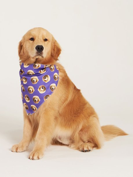 02 bandana pet personalizada roxo