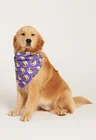 02 bandana pet personalizada roxo