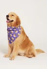 03 bandana pet personalizada roxo