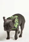 01 bandana pet personalizada pistache