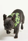 05 bandana pet personalizada pistache