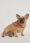 01 bandana pet personalizada mousse