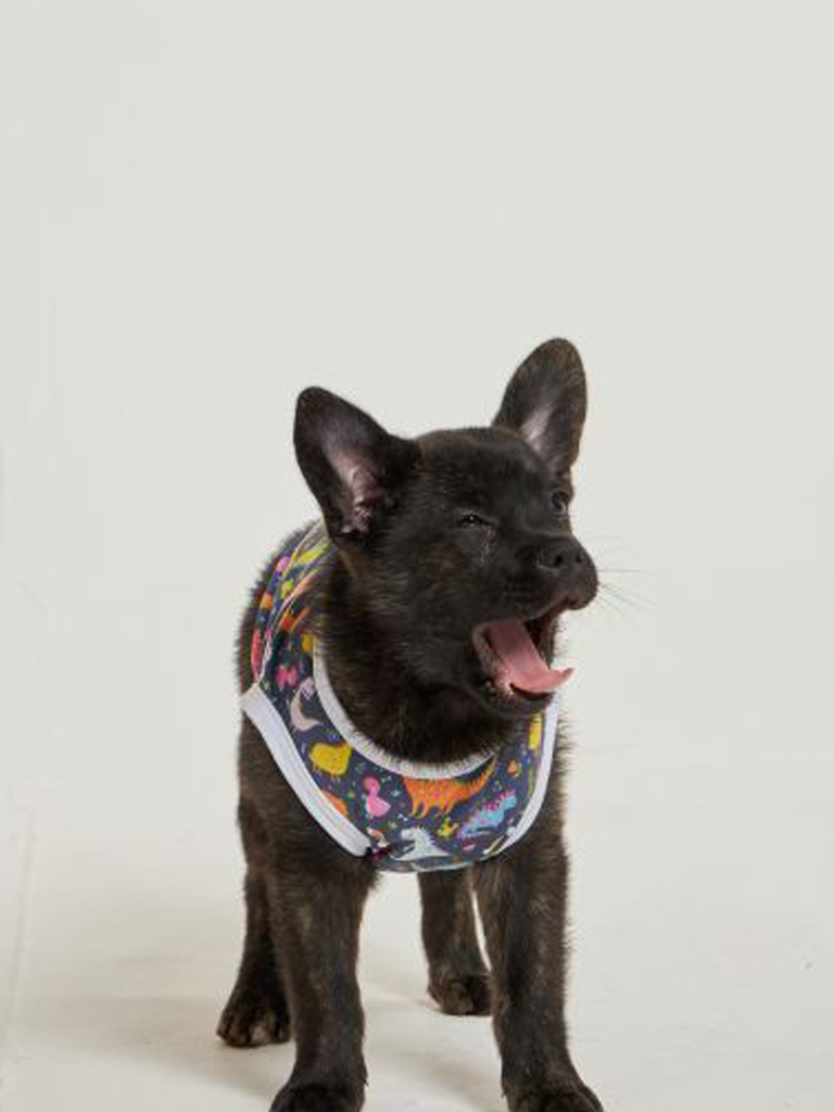 06 divertido roupa pet dinossauro